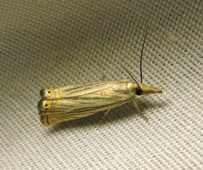 Chrysoteuchia topiaria - 5391   Topiary Grass-veneer Moth
