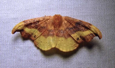 Oreta rosea - 6255 - Rose Hooktip Moth