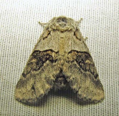 Gluphisia septentrionis - 7931 - Common Gluphisia