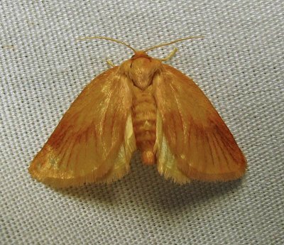 Tortricidia testacea - 4652 - Early Button Slug Moth - view 1
