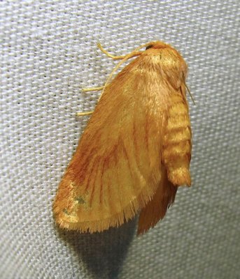 Tortricidia testacea - 4652 - Early Button Slug Moth - view 2