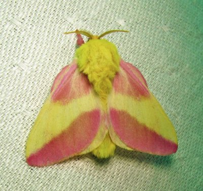 Dryocampa rubicunda - 7715 - Rosy Maple Moth