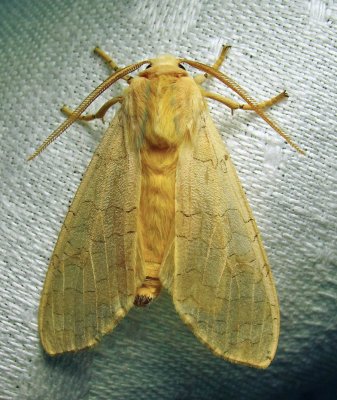 Halysidota tessellaris - 8203 - Banded Tussock Moth