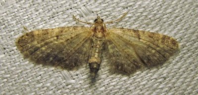 Eupithecia subfuscata (possible - worn specimen) - 7487