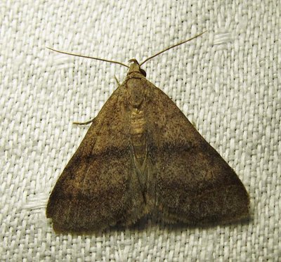 moth-21-06-2010-101.jpg