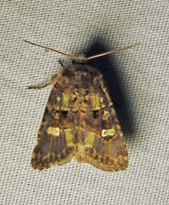 Lacinipolia renigera - 10397 - Bristly Cutworm Moth