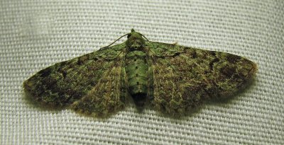 Pasiphila rectangulata - 7625 - Green Pug Moth