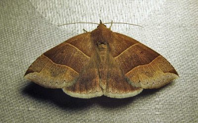 Parallelia bistriaris - 8727 - Maple Looper Moth