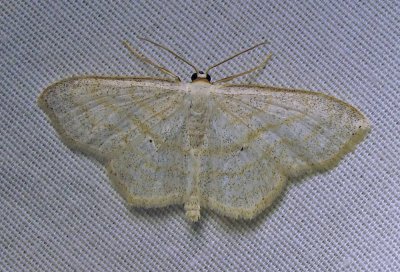 Scopula limboundata - 7159 - Large Lace-border moth