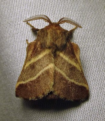 Malacosoma americana - 7701 - Eastern Tent Caterpillar moth