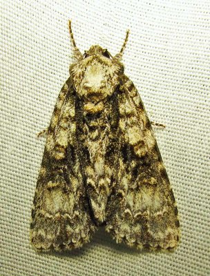Acronicta superans - 9226 - Splendid Dagger Moth