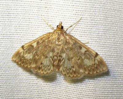 Phlyctaenia coronata - 4953 - Crowned Phlyctaenia