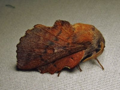 Phyllodesma americana - 7687 - Lappet Moth