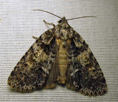 moth-29-06-2010-120.jpg
