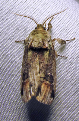 Schizura unicornis - 8007 - Unicorn Caterpillar Moth - view 1