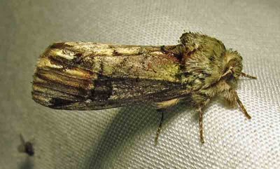 Schizura unicornis - 8007 - Unicorn Caterpillar Moth - view 2