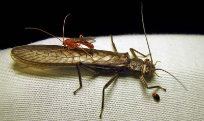 Stonefly with ichneumon on its back