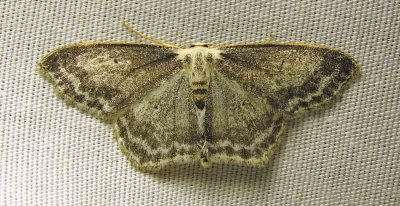 moth-03-07-2010-203.jpg