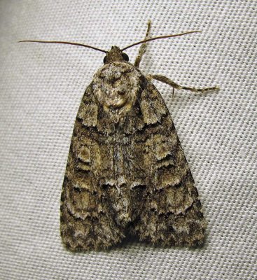 moth-03-07-2010-205.jpg