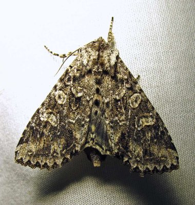 Polia imbrifera (?) - 10276 - Cloudy Arches Moth - view 2