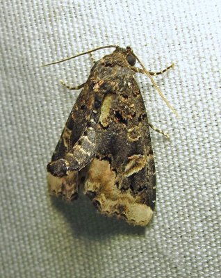 Homophoberia apicosa - 9057 - Black Wedge-spot Moth - view 1