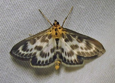 Eurrhypara hortulata - 4952 - Small Magpie Moth