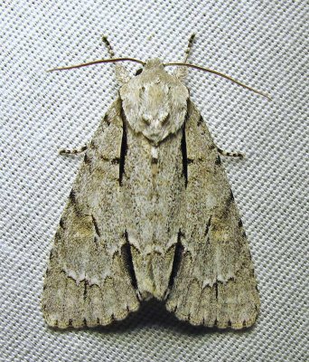 moth-03-07-2010-218.jpg