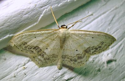 Scopula limboundata - 7159 - Large Lace-border moth