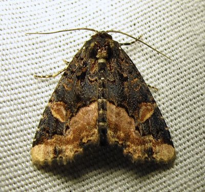 Homophoberia apicosa - 9057 - Black Wedge-spot Moth