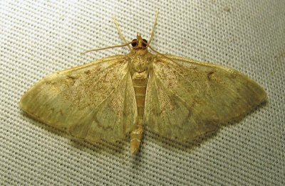 moth-07-07-2010-205.jpg