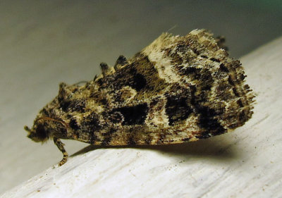 Protodeltote muscosula – 9047 – Large Mossy Lithacodia Moth 