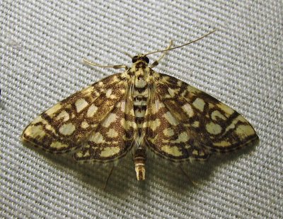 Lygropia rivulalis - 5250 - Bog Lygropia Moth