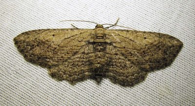 Horisme intestinata - 7445B - Brown Bark Carpet Moth