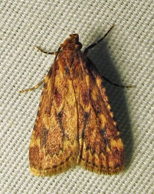Aglossa cuprina - 5518 - Grease Moth