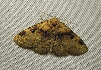 Metalectra quadrisignata ?? - 8500 - Four-spotted Fungus moth (worn)