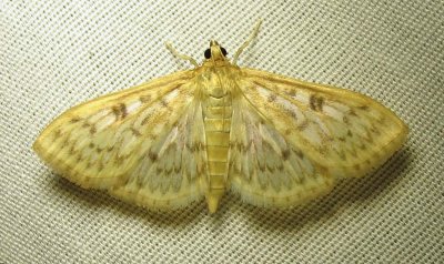 moth-08-07-2010-231.jpg