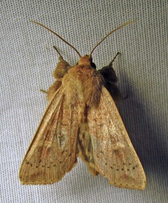 Leucania pseudargyria (?) - 10462 - False Wainscot (?)