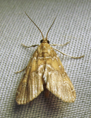 moth-07-07-2010-2.jpg