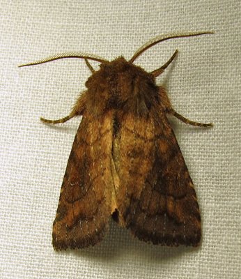 moth-12-07-2010-1000-1.jpg