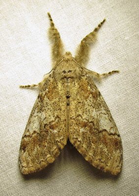 Dasychira dorsipennata - 8293 - Sharp Lined Tussock Moth