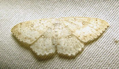 Cyclophora pendulinaria - 7139 - Sweetfern Geometer moth