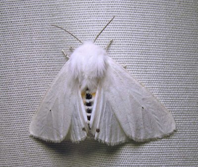 Spilosoma virginica -8137 - Virginian Tiger Moth