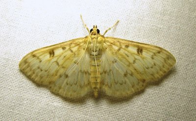 moth-15-07-2010-2006.jpg