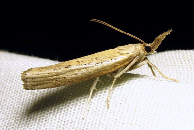 moth-12-07-2010-5.jpg