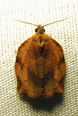 Choristoneura rosaceana - 3635 - Oblique-banded Leafroller