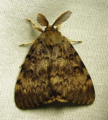 Lymantria dispar - 8318 - Gypsy Moth