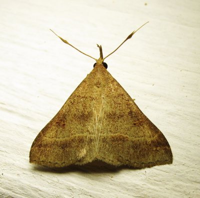 moth-27-07-2010-2.jpg