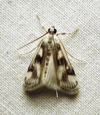 Parapoynx maculalis - 4759 - Polymorphic Pondweed Moth