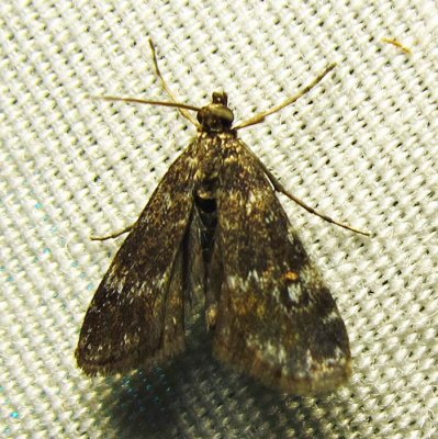 moth-24-07-1112.jpg