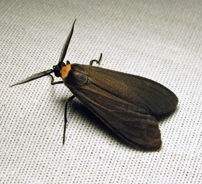 Cisseps fulvicollis - 8267 - Yellow-collared Scape moth